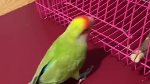 Smart Parrot👍👍👍