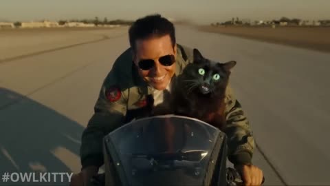 Top Gun with a Cat