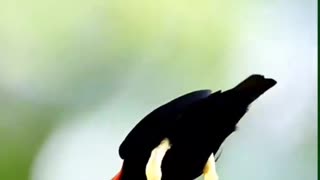 DANCING BIRD | BEAUTIFUL BIRD