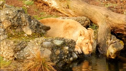 Lion Drink Water... #videos #viral #viralvideos