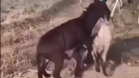 Donkey vs tiger