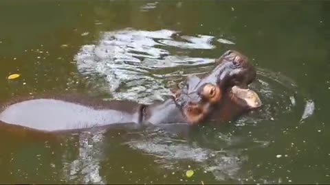 I secretly yawn, hippo