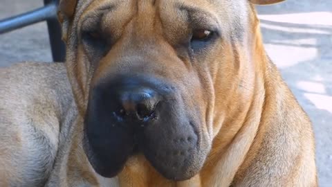 Red Shar Pei Dog Puppy Animal Summer Person