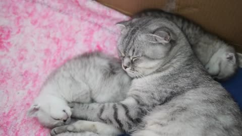 Amazing Cute Cats Sleeping with Twinkle Twinkle Little Stars - AnimalHero