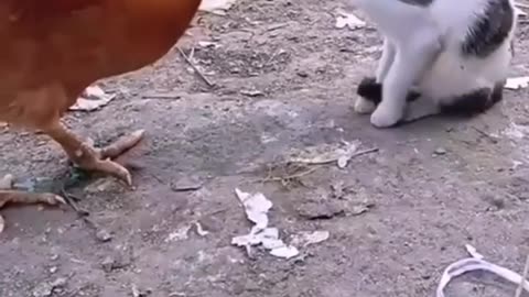 Cat and hen funny video