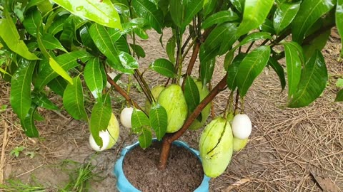 Best Method Grafting Mango Tree Using Egg 💚🍀🍏