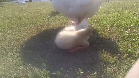 Sam preening his fluffy butt 20200704