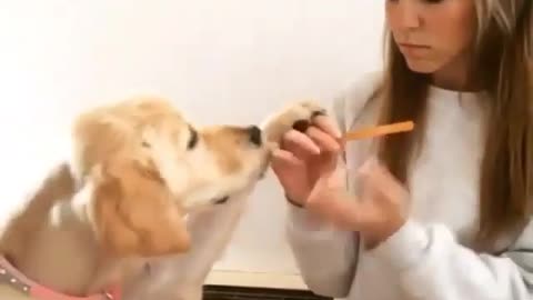 Funny dog vid