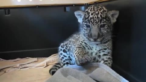 Warning_ Extremely Cute - Baby Jaguar (Cub) Waves His Paw