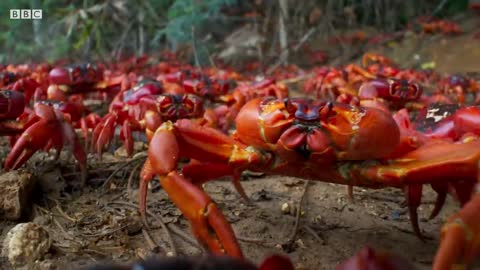 Yellow Crazy Ants Kill Red Crab | Planet Earth II | BBC Earth