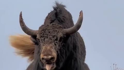 Tibetan yaks voice is very rough. #biganimals #yak #animals #shorts #wildlife