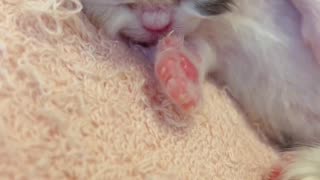 Day 6 of birth|Flying up licked by the cat mother 😻 #kitten #minuet #kittengrowthdiary