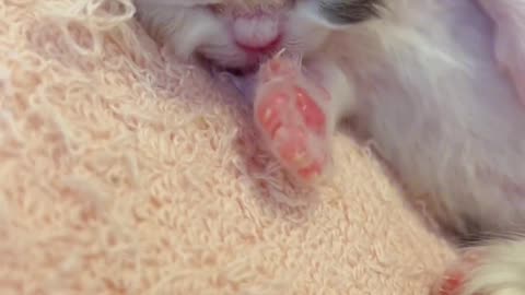 Day 6 of birth|Flying up licked by the cat mother 😻 #kitten #minuet #kittengrowthdiary