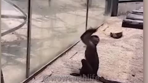 🐒 Monkey Break the Glass to Escape