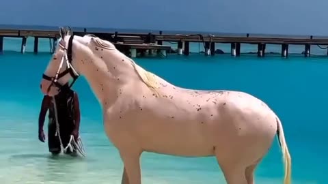 A beautiful horse playing in the water