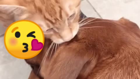 Cute dog and cat friendship||funny pets
