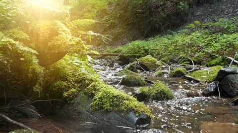 Soothing Spring Stream