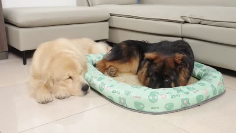 German Shepherd Wants to Occupy Golden Retriever's New Bed