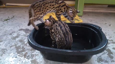 Asian leopard cat playing