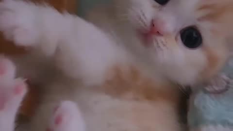 Fanny cat videos | kitty cat video | Cute cat videos | Pet Animal video | Kittycat |