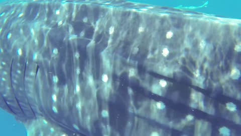 Breaching Basking Sharks