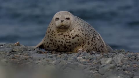 Baby seals posing for camera 😍😊