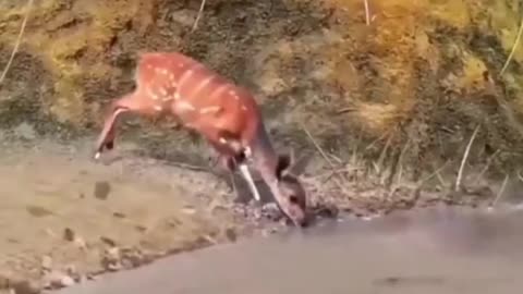 Crocodile attack on deer