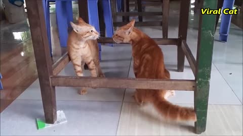 Cats Fighting and Meowing These Two are Bloody Brothers Viral Cat 1