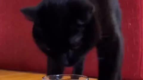 A cat with a funny way of drinking water