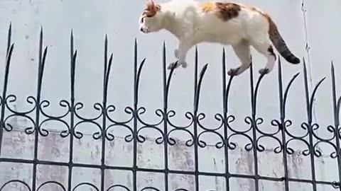 Funny Cat Video 2023