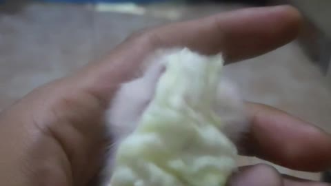 Hamster makan