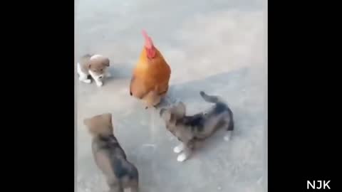 When dog run like chicken.....Funny Animals 2022