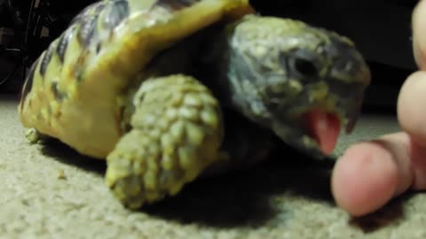 Tordy The Tortoise Attacks