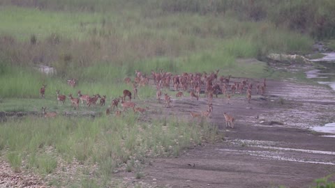 Wildlife of Nepal