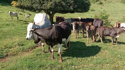 Se não tem as manhas "entre sim" Se outros podem você também pode!