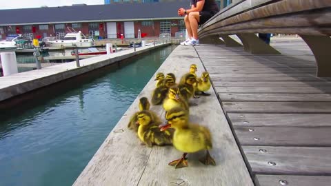 Duck Drop on Queens Quay Toronto May 4th 2012