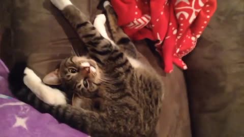 Funny Cats Will Make You Laugh For Hours!!! (Funny Cat Compilation, Clean, No Swearing