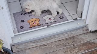 Polite Pupper Cleans Paws Before Entering House