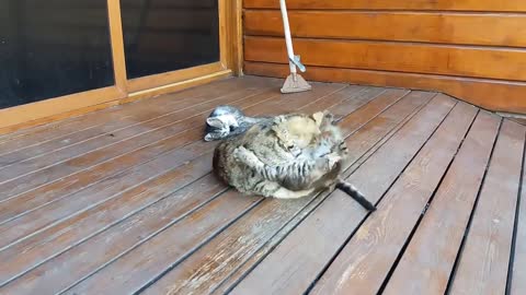 Mom cat cleaning her kitten