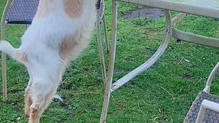 Goat Helps Itself to a Snack