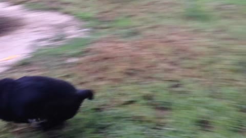 Puppy Trips Over Whilst Friend Chasing Her