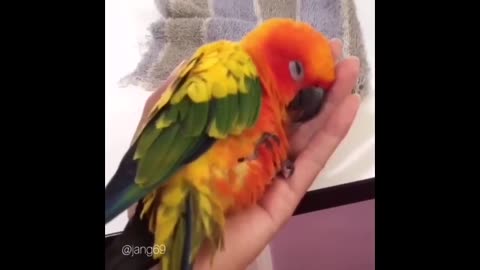 Cute Parrots Videos Compilation cute moment of the animals - Soo Cute! #5
