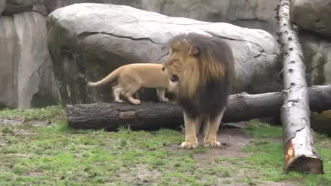 Lion cubs meet dad_Cut2