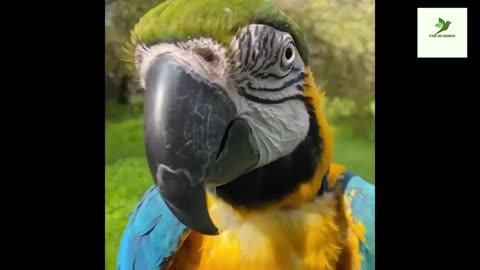 Funny Parrot Talking Videos Compilation | Parrot Funny And talking Videos Compilation.