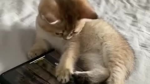 Cats are so funny PART FUNNY CAT VIDEOS TIK TOK