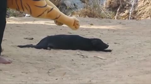 Funny Animals Prank Videos