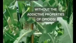 The opioide benefits of WIld Lettuce