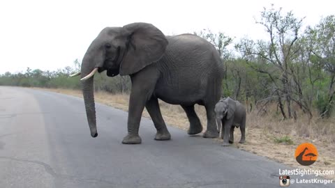 Mother Elephant Protects Calf From,