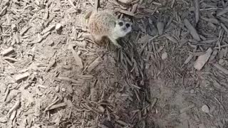 Cute Meerkat