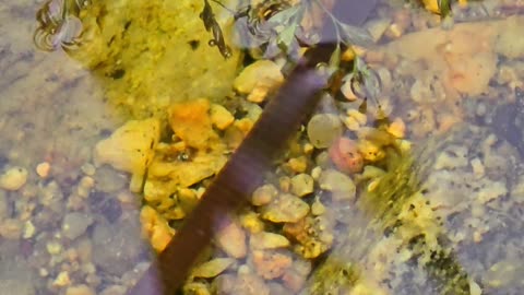 Beautiful leech in a puddle next to a river / large leech in nature.